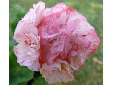 Asarnas Asgart(���� ����)