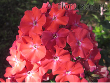 ����� ��������