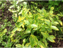 �������� ����� �����������