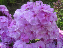 ����� ����