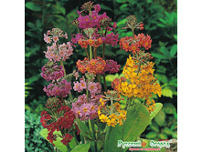 ������� ����������, ����� 32,10 ���. (5 ��.). ����������