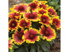 ���������� ������� ���.jpg