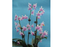 P.modesta.jpg