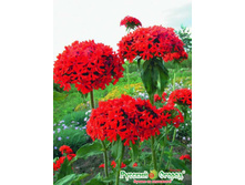 ������ ����������� ����� (������) 9,10 ���. (0,1 ��.). ����������