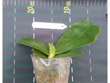 P.bellina 2.jpg