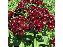 �������� �����.jpg