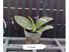 P.modesta2.jpg