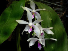 P.fimbriata.jpg