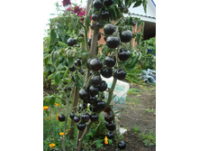 ����� F1 ������ ������ 49,30 ���. (10 ��.).jpg