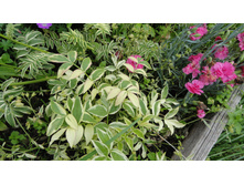 ������ ������������� ������� �� �����