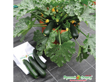 ������� ����� ���� 42 ���. (5 ��.).jpeg