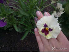 ����� �������� �������4.jpeg