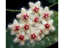 ���� Caudata2.(����)