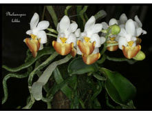 Phalaenopsis-lobbii2.jpg