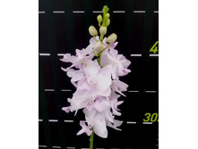 P.pulcherrima(pink).jpg