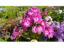 ������ ��� ��������