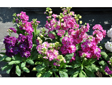 ������ F1 ��������, ����������� ����� 13,20 ���. (30 ��.).jpg