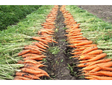 ������� ������� ������ 14,7 ���. (100 ��.).jpg