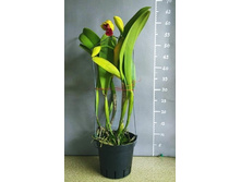 Blc.Chun Yeah KKl-96.jpg
