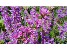 ���������-