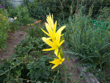 ������� (���)