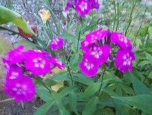 �������(����������)*)