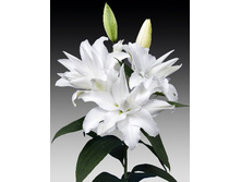 ����� ��� �������