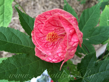 �������� ������ (���� ����) - 300 ���.jpg