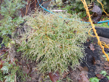 ��� �������� ������