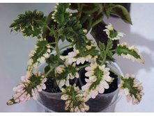 ������ Gilda