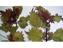 ������ Henna