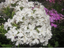 ������� ������