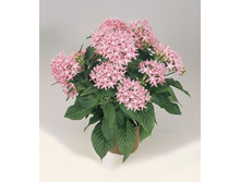 ������ �������- ������ �������� �������� ....