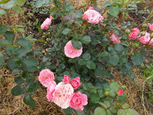 �������� (�)