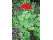 ���������� ������� ���������� ������ � �������� ������