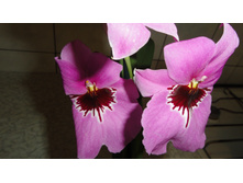 ���������..... ����� ��������� ������ ..)