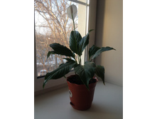 ����������