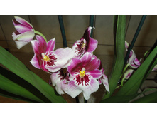 ���������..... ����� ��������� ������ ..)