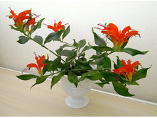 ���������� �������� ���� ������- ������ �������� ��������...