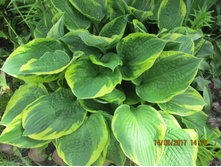 ����� - 70 ��� (���� ������)