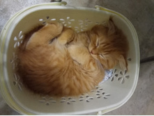 IMG 20180217 231247.jpg