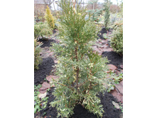 ��� �������� ������� �������+)