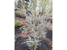 ���.����. �������