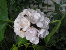 ������������ ������������ (Clerodendrum philippinum) - ������ �������� ...