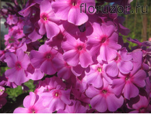 ��� ������