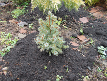 ��� ��������� ������� ���