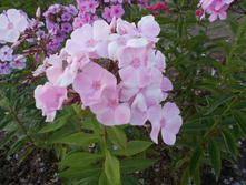 ������� *)