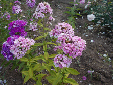 ������ �������� *)