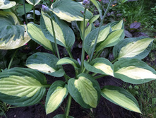 ����� - '������ ����'(Hosta 'Gypsy Rose')-80 ���.