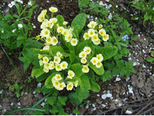 ������� �������